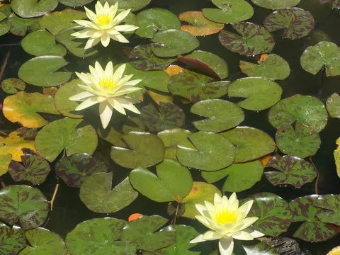 Android App 下载二维码